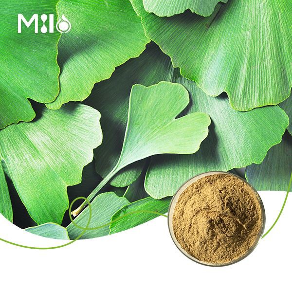 Ginkgo Biloba-Extrakt-Pulver